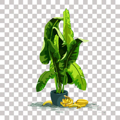 753_banana_banana leaves banana leaves, tropical plant in a pot, fruits of ripe bananas, isolated vector object, drawing, bright, package design element