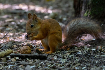 cute red squirrel with small hazelnut in it paws is looking at big walnut. Probably it was a wrong choice  
