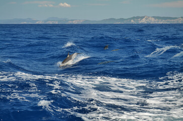 Wunderschöne Delphine nahe Insel Korfu und Insel Paxos und Antipaxos im ionischen Meer in Griechenland mit Einsatz von Polarisationfilter - obrazy, fototapety, plakaty