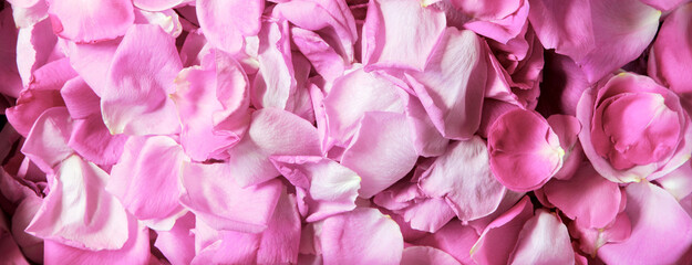 Natural background of rose petals