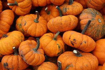 Textured pumpkins at the autumn fair close-up