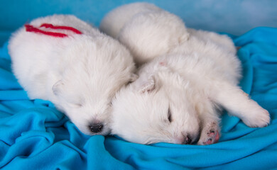 Three small one month old cute white Samoyed puppies dogs