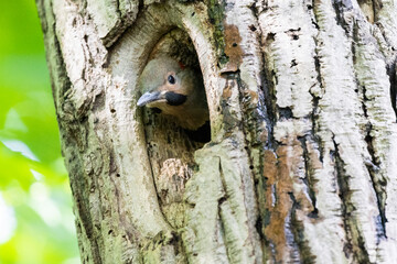 Baby northern flicker (Colaptes auratus) at nest