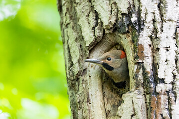 Baby northern flicker (Colaptes auratus) at nest