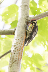 Male Yellow-bellied sapsucker (Sphyrapicus varius) in summer
