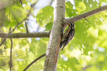Male Yellow-bellied sapsucker (Sphyrapicus varius) in summer