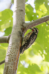Male Yellow-bellied sapsucker (Sphyrapicus varius) in summer