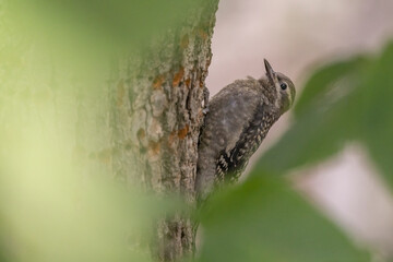 Baby Yellow-bellied sapsucker (Sphyrapicus varius) 