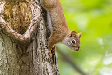 Tuinposter American red squirrel (Tamiasciurus hudsonicus)  © Mircea Costina