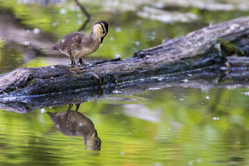 Baby wood duck or Carolina duck (Aix sponsa)