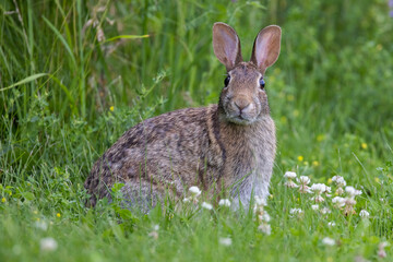 eastern cottontail (Sylvilagus floridanus)	