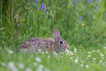 eastern cottontail (Sylvilagus floridanus)	