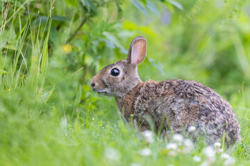 eastern cottontail (Sylvilagus floridanus)	