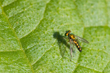 long legged fly (Condylostylus sipho)