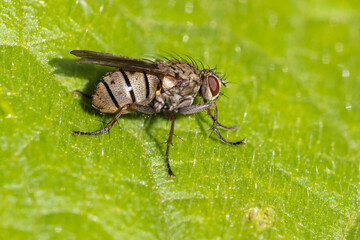 tachinid fly with prey