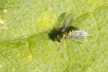 long legged fly (Condylostylus sipho)