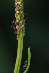 ants farm aphids