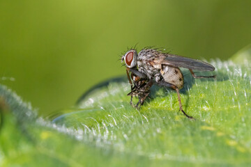 tachinid fly with prey