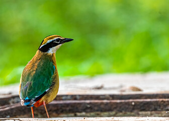 Indian Pitta on ground for food