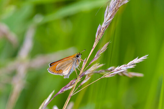 Least Skipper Butterfly - Ancyloxypha numitor