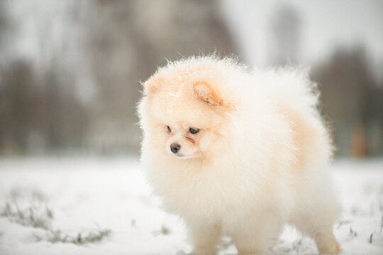 Beautiful purebred Spitz on a walk in the winter park.