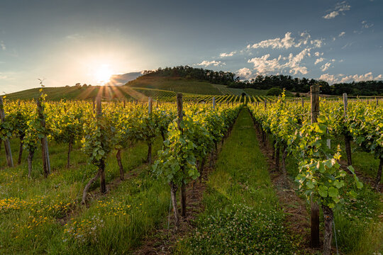Abendstimmung im Weinberg., Vaihingen an der Enz, Ensingen, Naturpark Stromberg-Heuchelberg, Baden-W&uuml;rttemberg, Deutschland