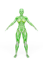 female bodybuilding in muscle maps in white background