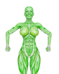 female bodybuilding in muscle maps is doing a bodybuilder pose four in white background close up view