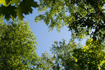Bottom view of the crowns of trees. Multicolored summer foliage against a blue sky. Natural frame in the shape of a heart.