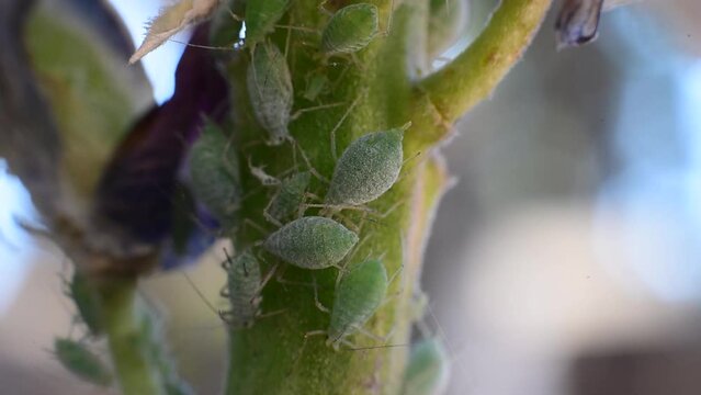 Aphid infestation on a fuzzy plant stem