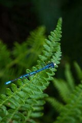 Tropical green wild fern leaves with Enallagma cyathigerum. Tropical green wild fern leaves with Enallagma cyathigerum.