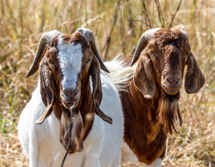 Two male Boer goats . Billies.