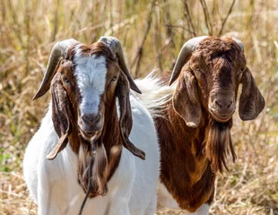 Fotobehang Two male Boer goats . Billies. © Robert L Parker