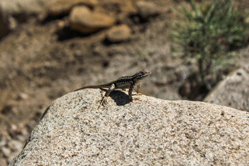 Wild Lizard Basking in the Sun on a Rock in Sequoia National Park