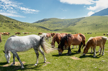 Fototapeta na wymiar Group of horses eating together in the meadow