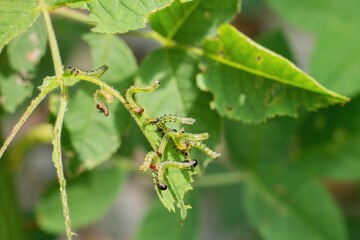 Naklejka premium Group of small caterpillars damaging rose flower leaves in the garden.