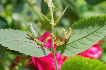 Group of small caterpillars damaging rose flower leaves in the garden.