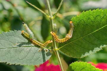 Group of small caterpillars damaging rose flower leaves in the garden.