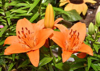 Flower Lily Asian hybrid Tresor orange color after rain in summer garden 