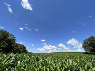 Sunny agriculture corn field landscape.