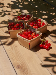 Cherry fruit basket harvest, market fresh on wood, outdoors in dappled sunshine