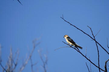 Barn Swallow (Hirundo rustica) perched on a tree branch with blue sky in the background