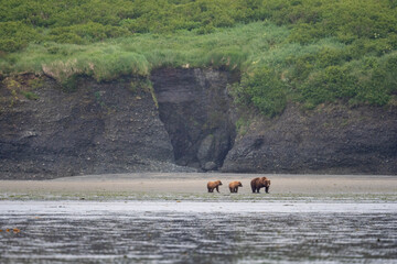 Alaskan brown bear sow and cubs at McNeil River