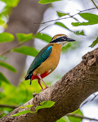 A Pitta perching on a tree and looking down