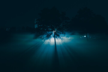 Oświetlone drzewo nocą we mgle - obrazy, fototapety, plakaty
