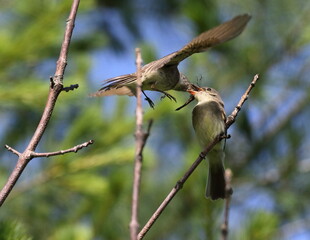 Moucherolle Phébi juvénile frais sortie du nid en situation d'alimentation par oiseau adulte