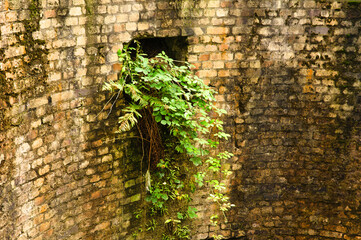 Plants growing out of a wall