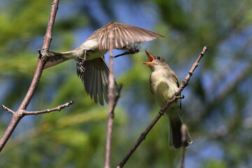 Moucherolle Phébi juvénile frais sortie du nid en situation d'alimentation par oiseau adulte