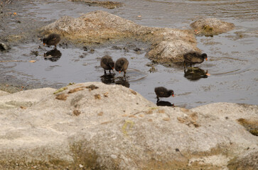 Fototapeta premium Chicks of Eurasian common moorhen Gallinula chloropus chloropus searching for food. Tecina. La Gomera. Canary Islands. Spain.