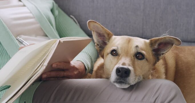 Woman writing in a diary while mixed breed canine rests on her lap on the sofa at home. A relaxed womans hand is busy writing notes in a diary while sitting on the sofa with a cute dog